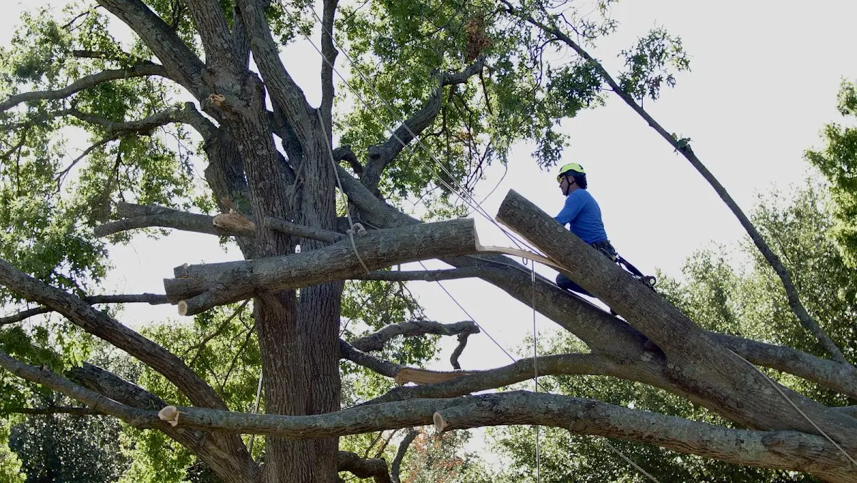 Professional Crown Thinning performed by certified arborists in Lenox